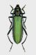 32-Aromia moschata-Italy-Friuli-Pordenone-Val Prescudin 800 mt.-08-VII-2007-Legit Franco Sandel_01.JPG