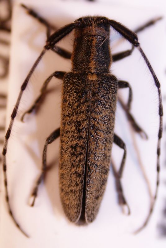 agapanthia villosoviridescens.jpg