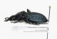 31-Megodontus croaticus carniolicus-Slovenjia-Lubljana-Monte Sneznik 1200 mt._13-VI-1997-legit Umberto Posarini_01.JPG