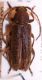 trichoferus 2.jpg