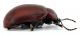 Comb0446_14jcr.jpg