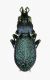 30-Megodontus croaticus carniolicus-Slovenjia-Lubljana-Monte Sneznik 1200 mt._13-VI-1997-legit Umberto Posarini_02.JPG