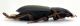 Comb0449_08jcr.jpg