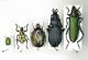 23-Dimensioni degli insetti utilizzati per la prova-Min.Cryptocephalus 5.5 mm-Max. Aromia moschata 32 mm..JPG