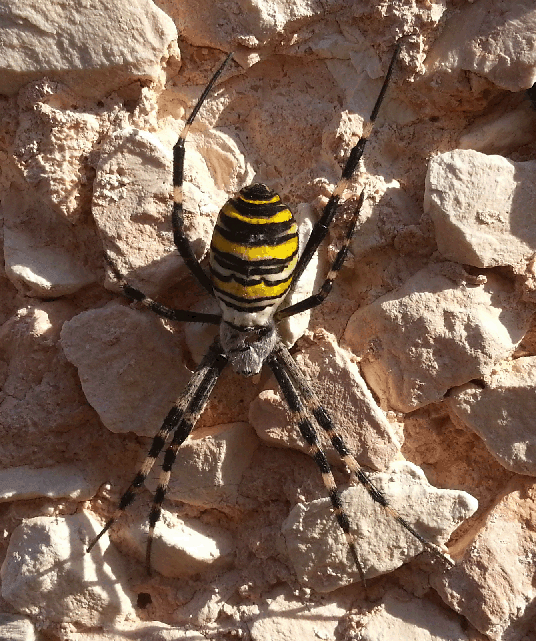 argiope_bruennichi.gif