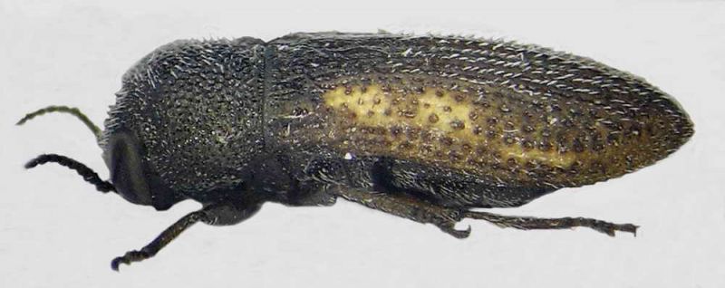 A. rufomarginata lateral.jpg