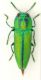 Cratomerus-scorzonerae.jpg
