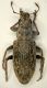 Sitona 4mm P.Rossi.JPG