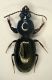 Dyschirius 4mm Bubano.JPG