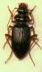 Leistus 9.8mm Aiano.JPG