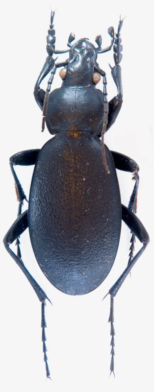 carabus.jpg