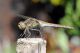 Sympetrum77.jpg