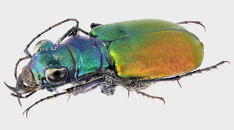 Cicindela_scutellaris_Say_1823_Canada_Alberta_Empress_dunes_16-V-1984_14mm_2_grey.jpg