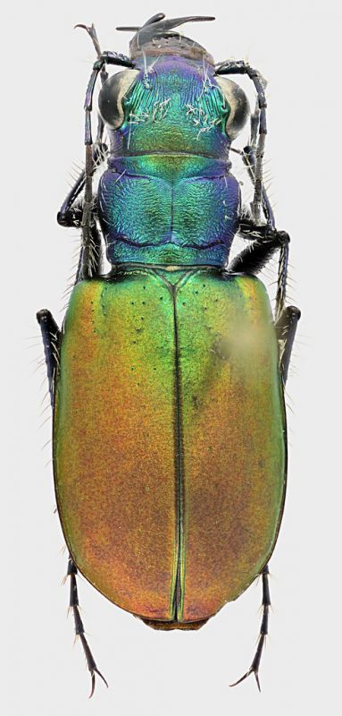 Cicindela_scutellaris_Say_1823_Canada_Alberta_Empress_dunes_16-V-1984_14mm_grey.jpg