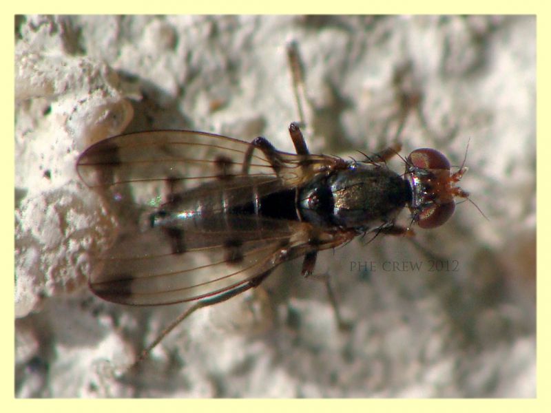 probabile Geomyza tripunctata Opomyzidae Roma rocca cencia - 4.3.2012 (1).JPG