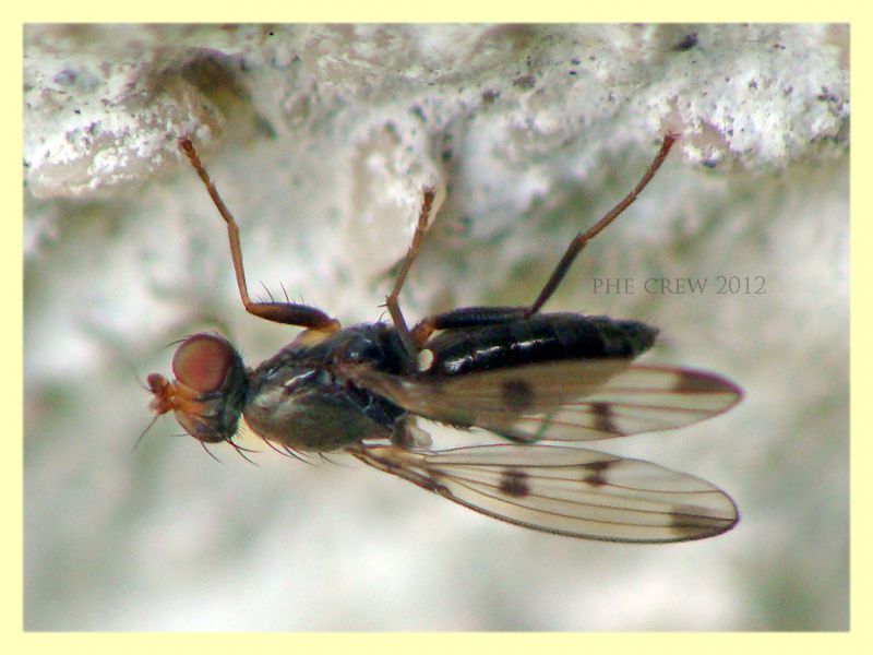 probabile Geomyza tripunctata Opomyzidae Roma rocca cencia - 4.3.2012 (2).JPG