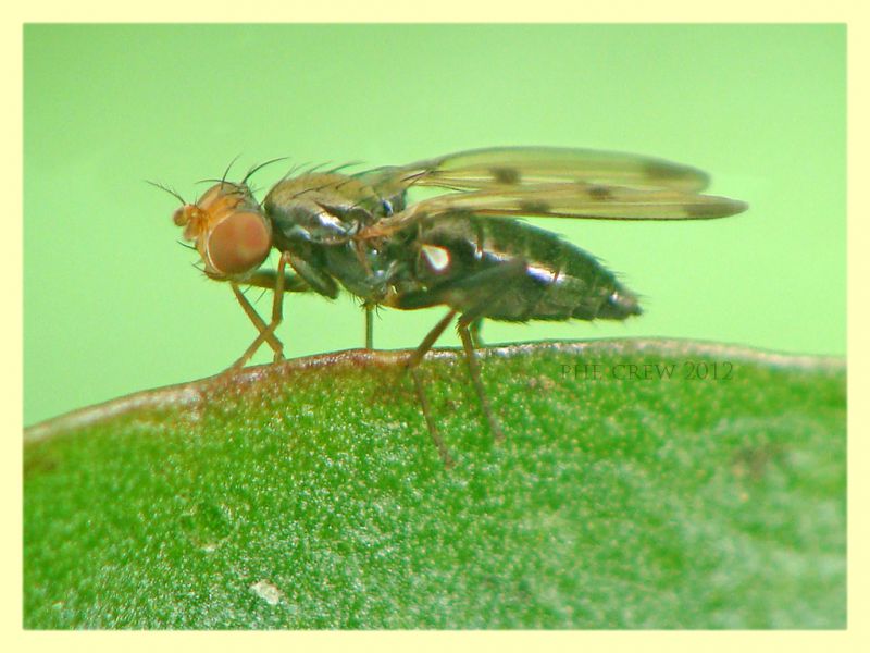 probabile Geomyza tripunctata Opomyzidae Roma rocca cencia - 4.3.2012.JPG