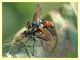 Tachinidae - Roma - 1.9.2010 (1).JPG