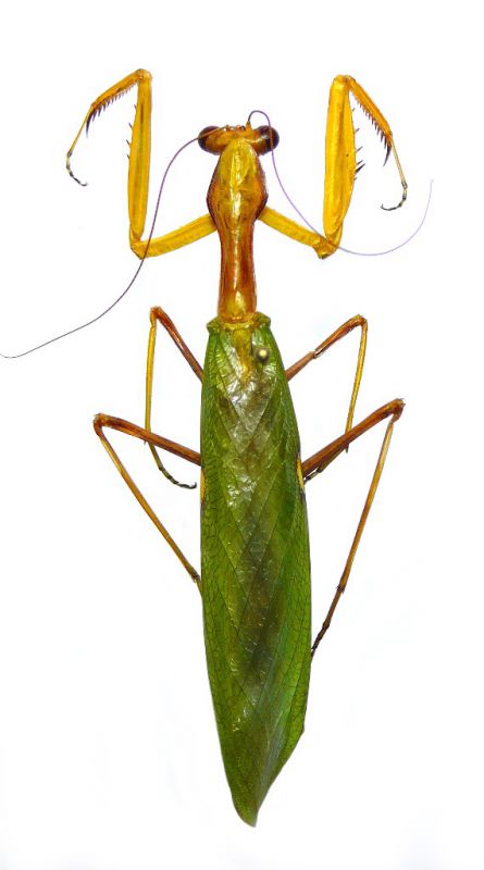 Sphodromantis viridis.JPG