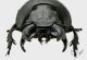 Lethrus apterus testa 1 rid.jpg