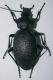 carabus coriaceus f..jpg