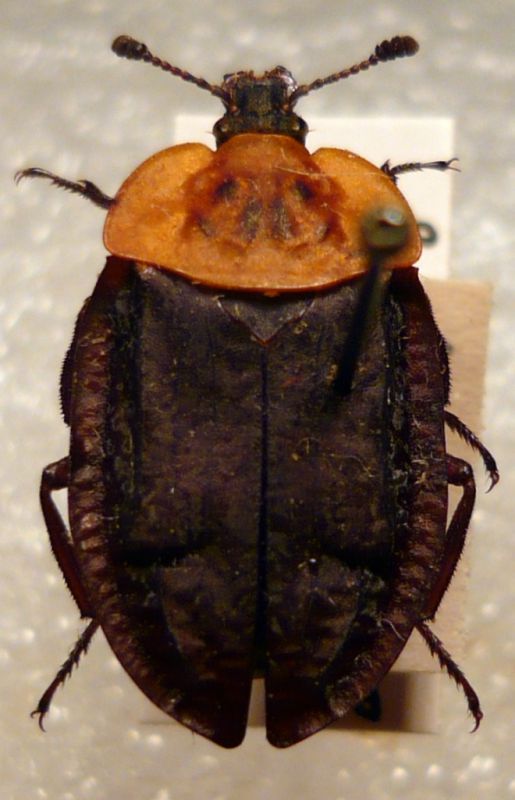 Oeceptoma thoracica.JPG