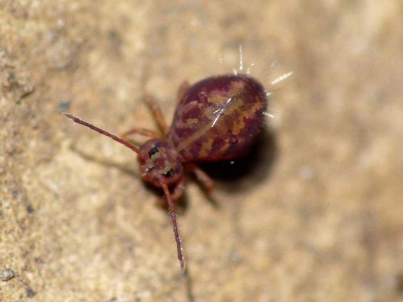 collembolo dicyrtomidae.JPG