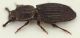 Pycnomerus_sulcicollis1.jpg