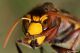 DSC_9015pbase.jpg