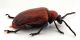 Comb0463_16jcr.jpg