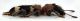 Comb0467_17jcr.jpg