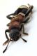 Comb0469_37jcr.jpg