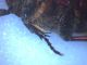 Cetonia_aurata_pisana_ter_04.jpg