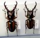 Prosopocoilus_savagei_m_major_2.jpg