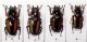 Prosopocoilus_savagei_f.jpg