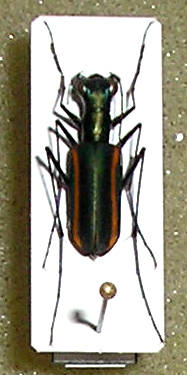 cicindela.jpg