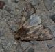 DSC_0636.JPG