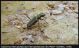 Calochroa interruptofasciata interruptofasciata.jpg