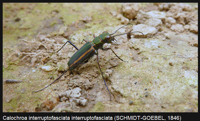 Calochroa interruptofasciata interruptofasciata.jpg