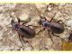 Carabus (Macrothorax) morbillosus alternans (Palliardi 1825) - Modica - Ragusa.JPG