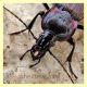 Carabus (Macrothorax) morbillosus alternans (Palliardi 1825) - Modica - Ragusa...JPG
