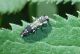 Agrilus ater 2.JPG