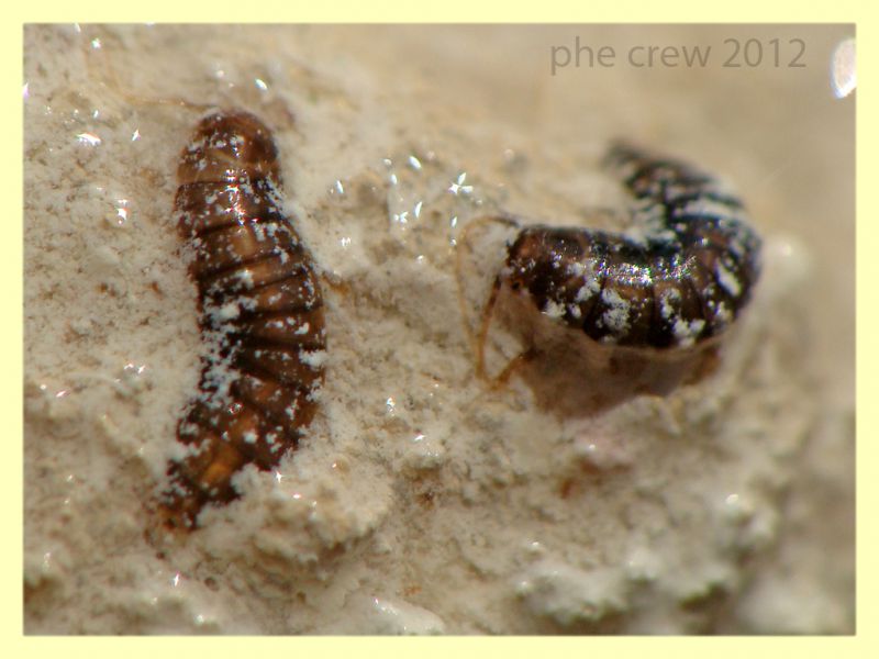 probabile Hydrophilidae larva - Tor Caldara - 11.3.2012.JPG