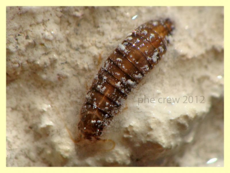 probabile Hydrophilidae larva - Tor Caldara - 11.3.2012 (1).JPG