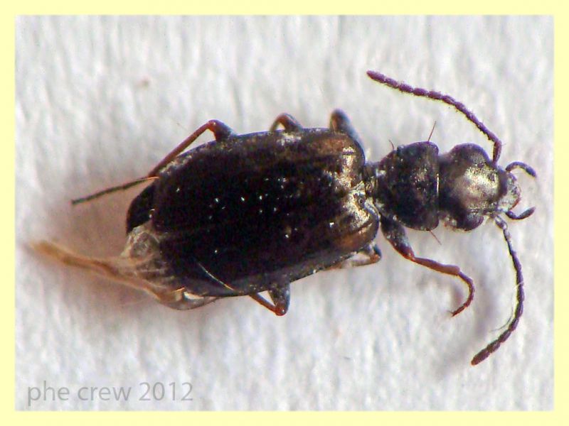 probabile Syntomus sp. 4 mm. morto in una pozzanghera di zolfo - Tor Caldara - 11.3.2012.JPG