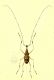 Mecocerus03_small.jpg