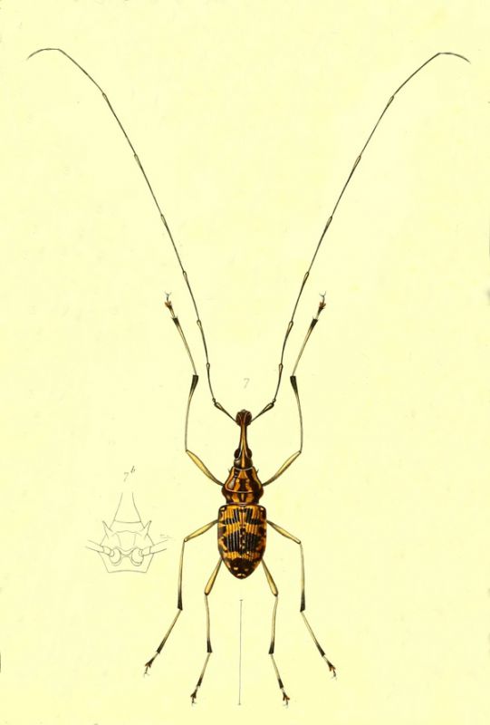 Mecocerus03_small.jpg