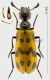 Hycleus rid.jpg
