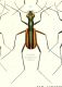 Cicindela hamiltoniana.jpg