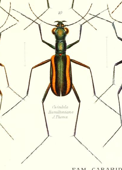 Cicindela hamiltoniana.jpg